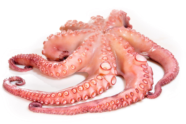 Oktopus kg Preis Tiefkühl