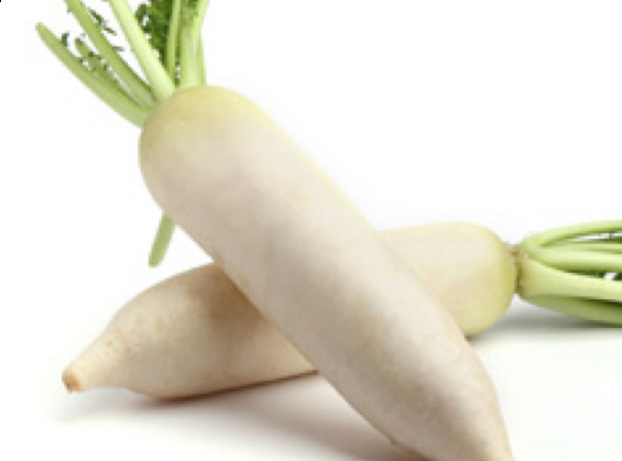 Rettich frisch